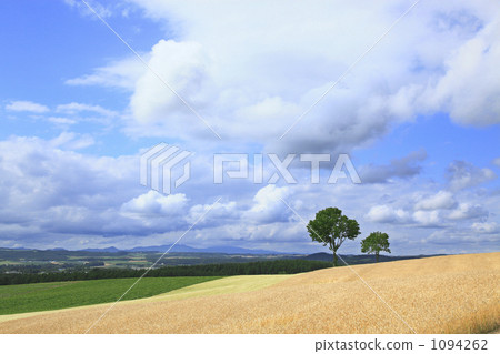 Fairy tale tree 1094262