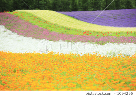 Flower garden 1094296