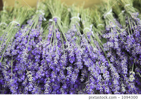 lavender 1094300