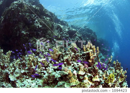 鹹水魚 海水魚 海魚 1094423