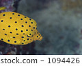 粒突箱魨 鹹水魚 海水魚 1094426