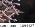 鹹水魚 海水魚 海魚 1094427