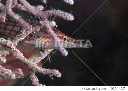 鹹水魚 海水魚 海魚 1094427
