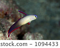紫雷達 鹹水魚 海水魚 1094433