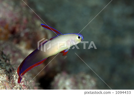 nemateleotris decora, saltwater fish, goby 1094433