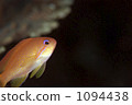 血鯛 鹹水魚 海水魚 1094438