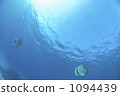 尖翅燕魚 熱帶魚 水生的 1094439