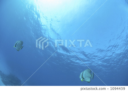 尖翅燕魚 熱帶魚 水生的 1094439