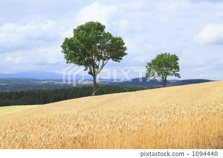 童話樹 童話樹 1094440