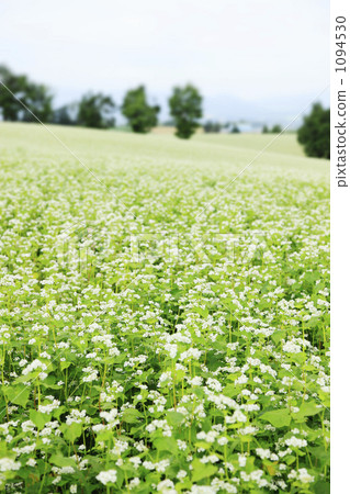 蕎麥田 1094530