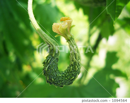 Goya果子和花 1094564