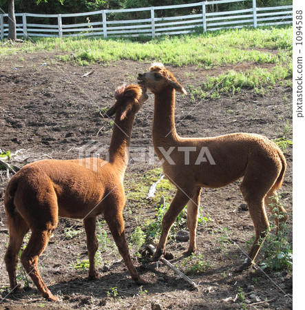 Farewell alpaca Farewell alpaca 1094588