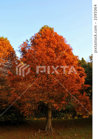 楓樹 紅楓 楓葉 1095064