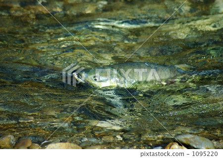 三文魚的臉 1095220