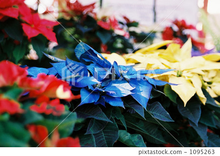 五顏六色的一品紅 五顏六色的一品紅 1095263