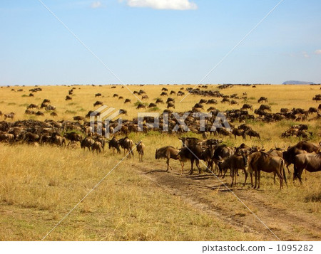 一群水牛 1095282