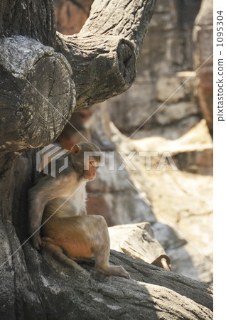 Rhesus monkey Rhesus monkey 1095304