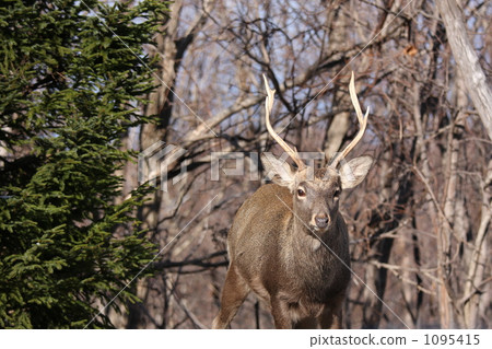 Wild deer 1095415