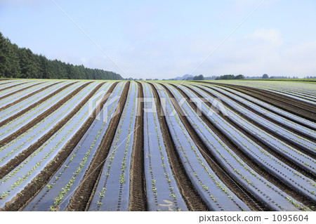 溫暖的田野 1095604
