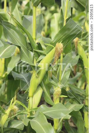 corn  1095615