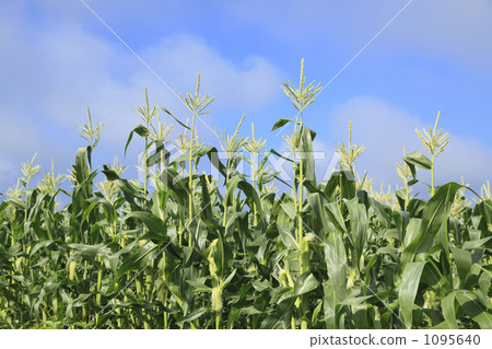 Corn field Corn field 1095640