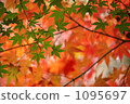 red leafe, maple, yellow leafe 1095697