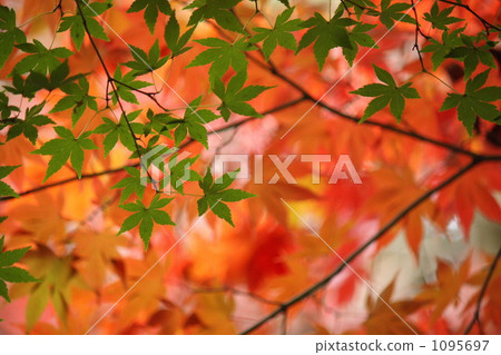 紅葉 楓樹 紅楓 1095697