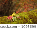 maple, yellow leafe, red leafe 1095699