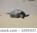 Sea turtle shell drying 1095937