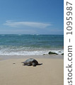 Sky and sea and sea turtle 1095987