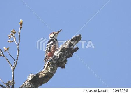 啄木鳥的啄木鳥 1095998