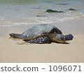 Sea turtle when waving 1096071