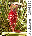 Red pineapple 1096160