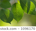 Cherry leaf 1096170