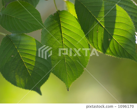 櫻桃葉 櫻桃葉 1096170
