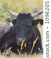 Ranch cattle 1096205