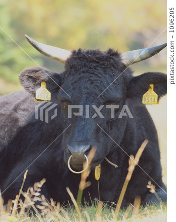 Ranch cattle 1096205