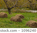 apple tree, apple-tree, Apple Orchard 1096240