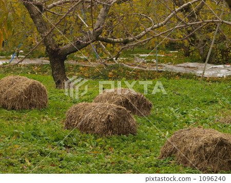 蘋果樹 蘋果樹上 蘋果園 1096240