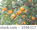 Mandarin orange 1096317