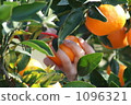 Mandarin orange hunt 1096321