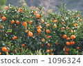 Mandarin orange 1096324