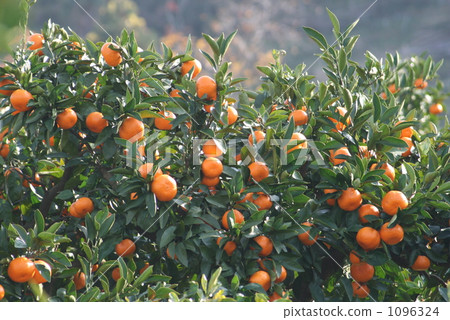 Mandarin orange 1096324