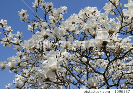 Magnolia flower Magnolia flower 1096387