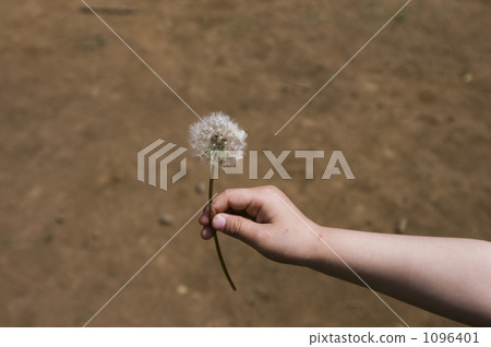 Hand of children with dandelion seeds Hand of children with dandelion seeds 1096401