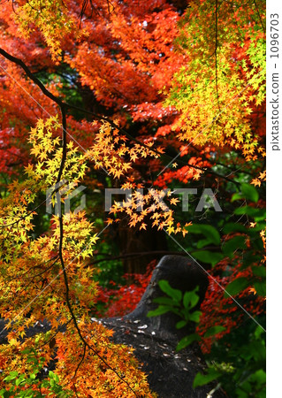Autumn leaves Autumn leaves 1096703