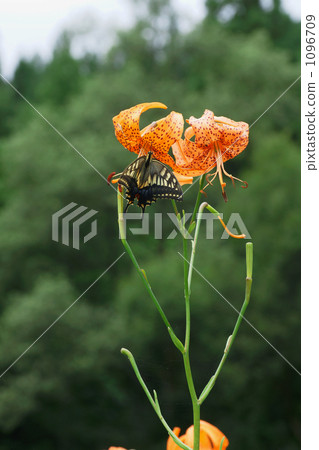 Konioni lily and quacktha 1096709