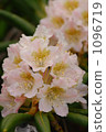 Hakusan rhododendron 1096719