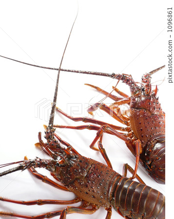 Ise prawn 02 Ise prawn 02 1096861