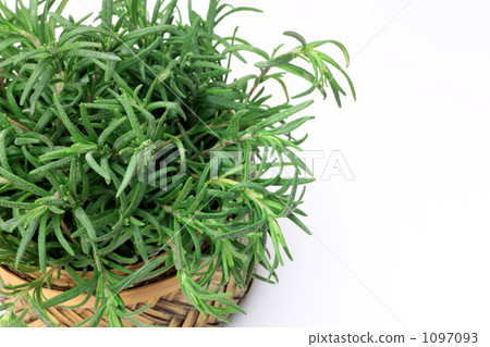 Rosemary Rosemary 1097093